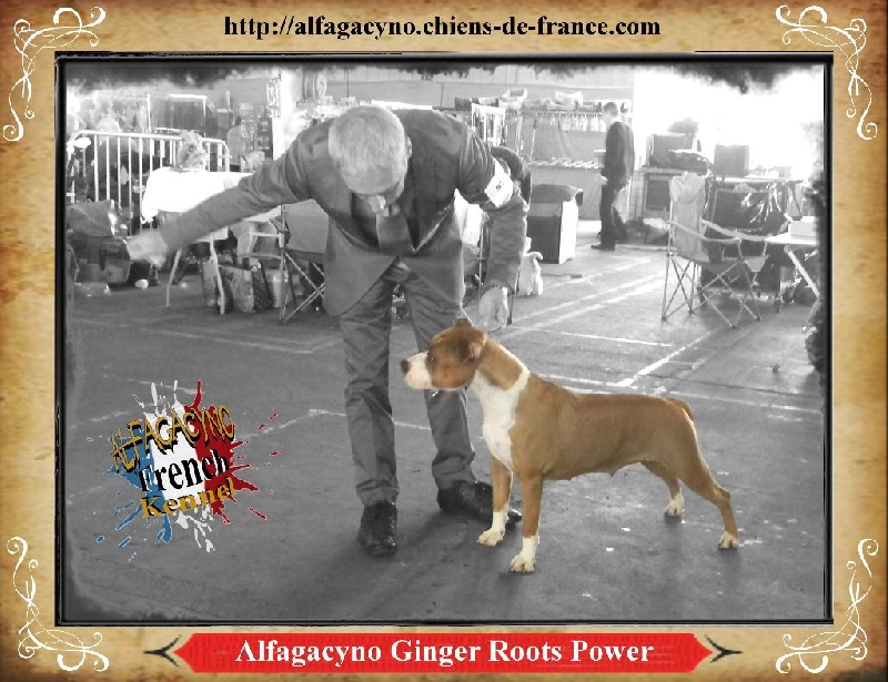 Alfagacyno Ginger roots power