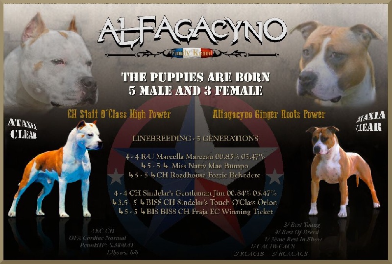 Alfagacyno - American Staffordshire Terrier - Portée née le 16/12/2014