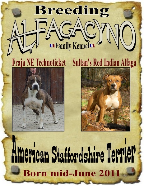 Alfagacyno - American Staffordshire Terrier - Portée née le 19/06/2011