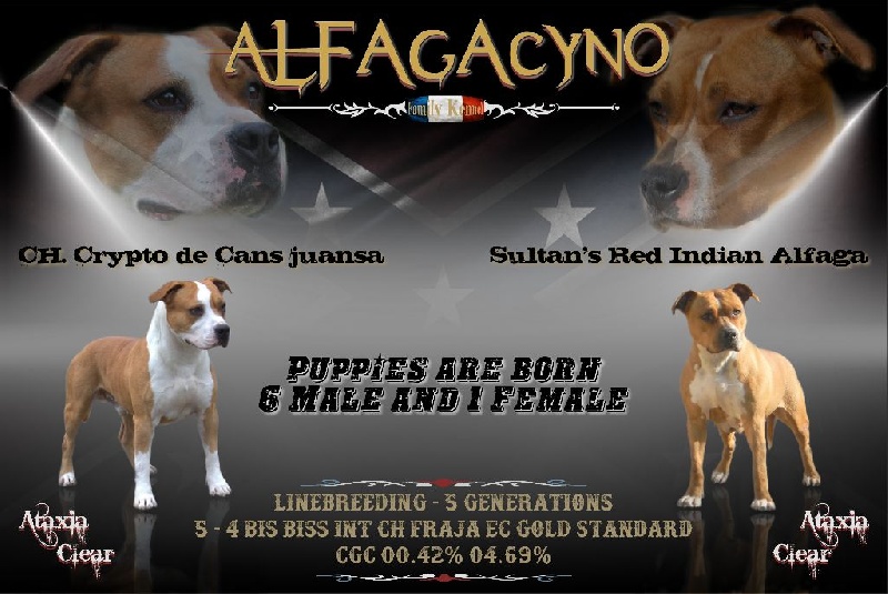 Alfagacyno - American Staffordshire Terrier - Portée née le 22/12/2014