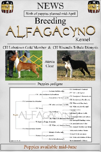 Alfagacyno - American Staffordshire Terrier - Portée née le 19/04/2012
