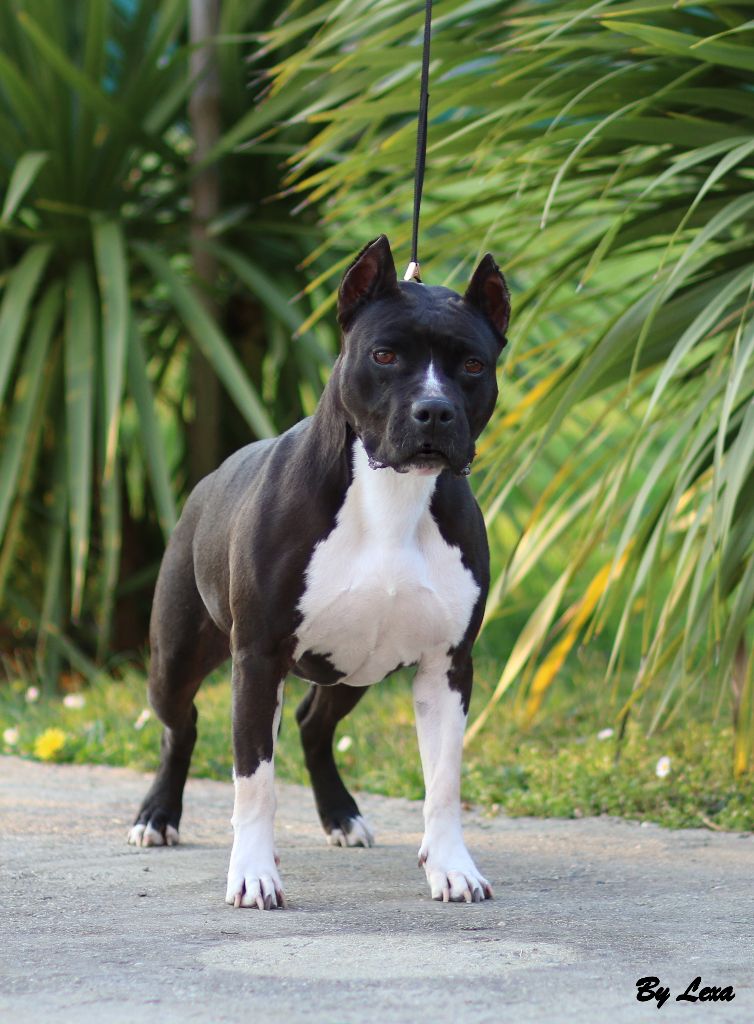 Alfagacyno Honey black pearl